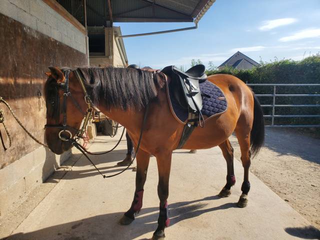 Trotteur français 8 ans 