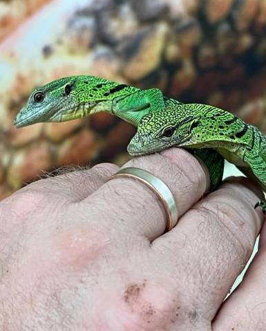 Bébés encore en vie  : varan vert à vendre 