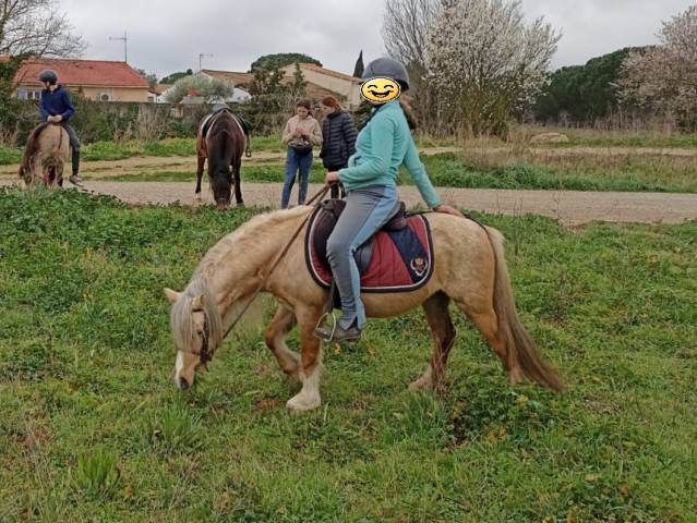 Poney étalon welsh pp