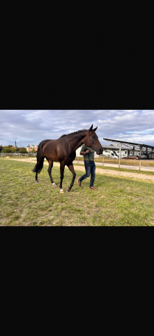 Hongre pur sang 5ans 