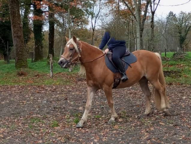 Jument haflinger 4 ans