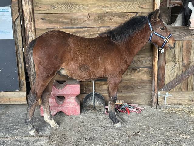 Poulain - poney - oc