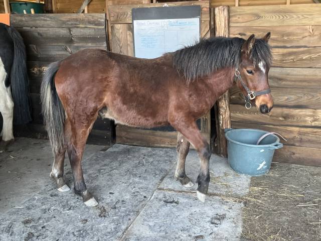 Poulain - poney - oc