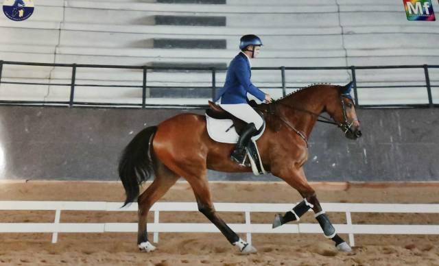 Hongre cheval de selle italien a vendre 2022 bai par baedeker