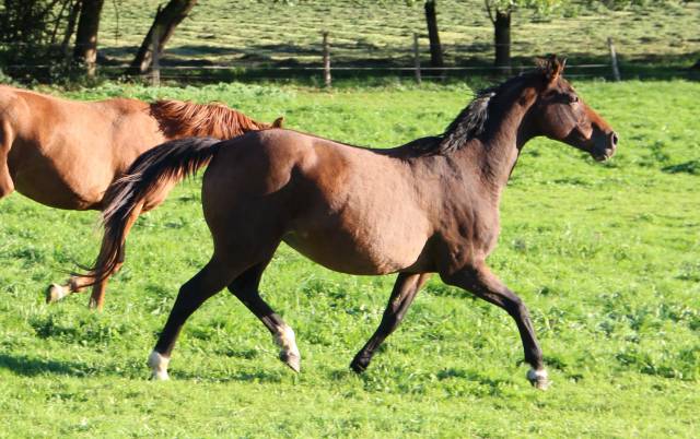 Bella de gan, poulinière sfo