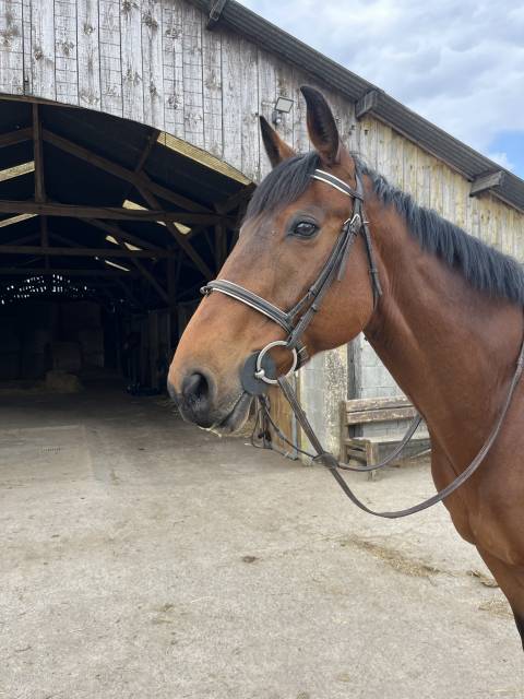 Cheval de balade ou de sport à niveau club 