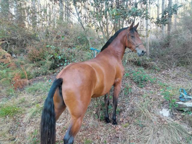 Potra yegua pre escalera de elite