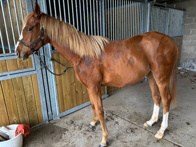 Pouliche anglo arabe 2 ans