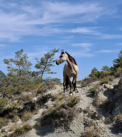 Jument 5 ans, sensible et communicative