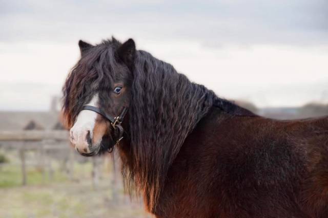 Haston bluemoon stars : saillie amha vice champion de france 