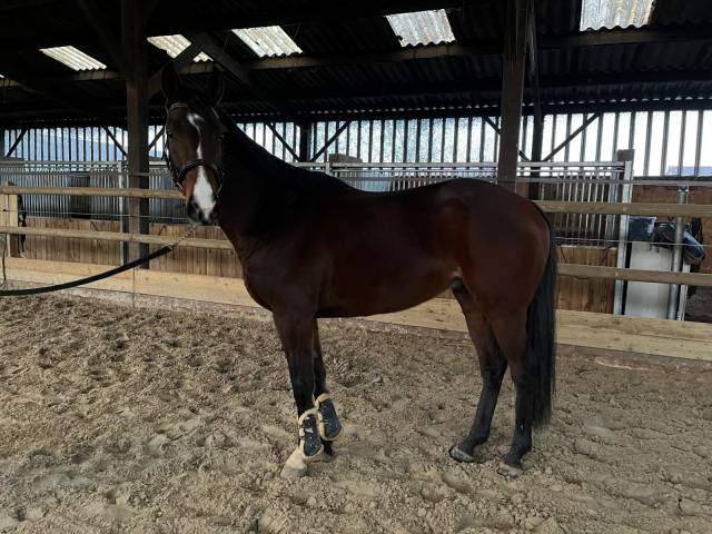 Hongre pur sang joli look