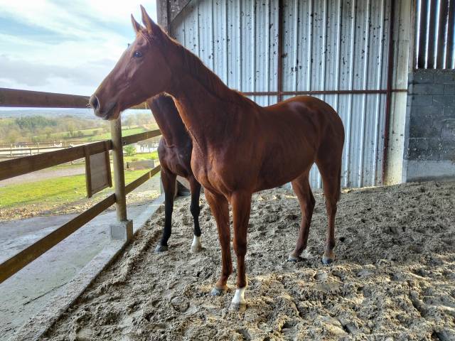 Jument pur sang joli look