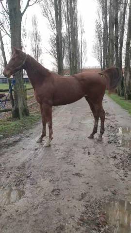 Jument pur sang joli look