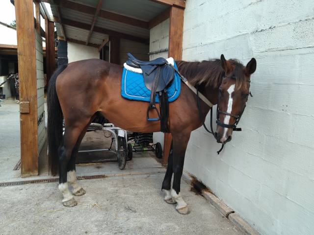 Selle &eacute;quitation Kent ans master 17'