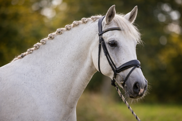 Hongre lusitanien - 10 ans- dressage - france