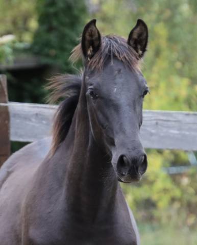 Poulain pre noir top origines 