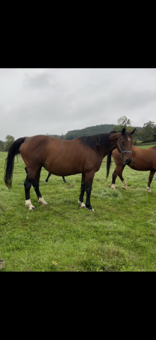 Poulinière diamant de semilly pleine 