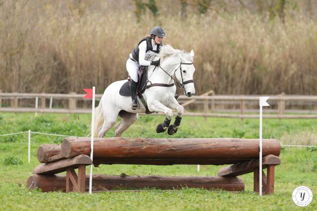 Hongre zangersheide 12 ans cso/dressage/cce