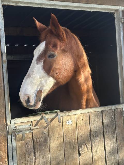 Jument sf pleine de dollar de la pierre
