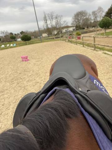 Selle de dressage antares 17p