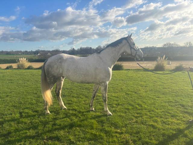 Jument de 7ans