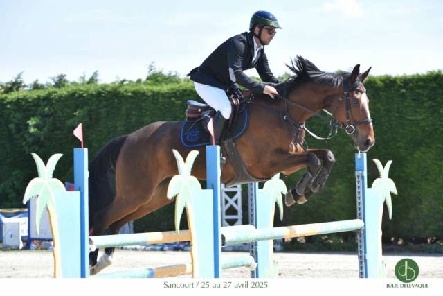 Fury blue ✨ anglo arabe 11 ans 