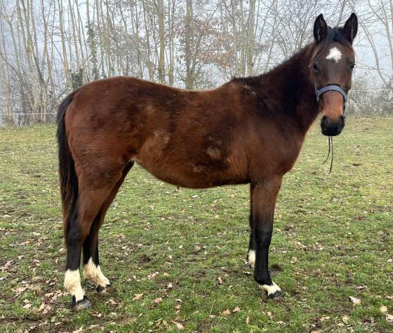 Pouliche sf 2 ans par controe