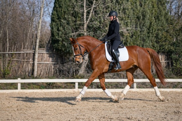 Hongre selle français - 6 ans- dressage - france