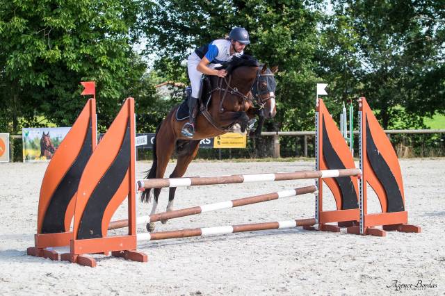 Chevaux & poneys à vendre