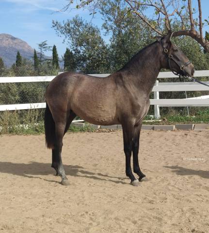 A vendre pouliche pre de bientôt 2 ans