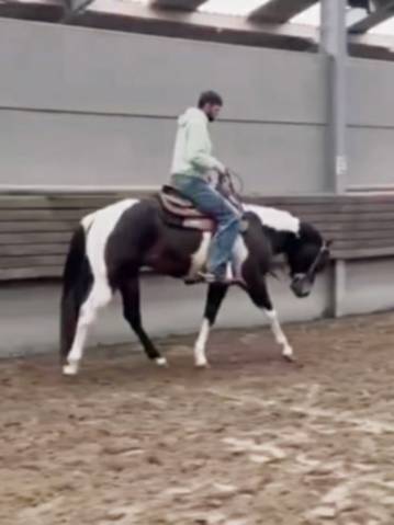 Judge fancy d flots : saillie paint horse