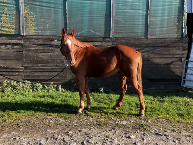 Selle français 4ans cso