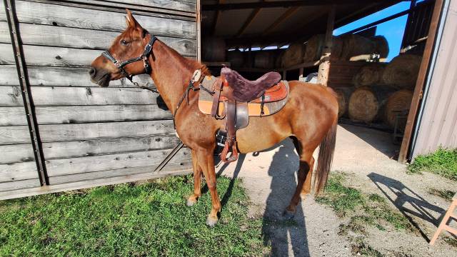 Jolie petite jument de loisir/randonnée 10ans à vendre 