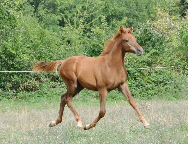 Chevaux arabes et dsa