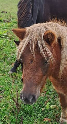 Vends ponette shetland de 3 ans