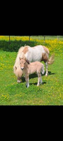 Vends ponette shetland née en 2025