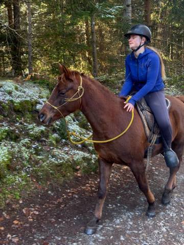 Cheval sport / loisir fiable et serein !
