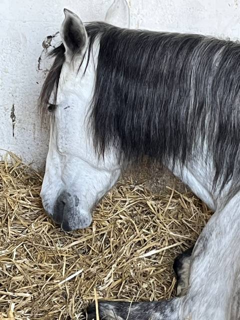 Recherche dp pour miss grey 