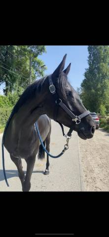 Irrisor - belle jument aqps 7 ans