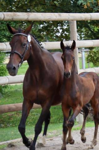 Jument sf élevage ou loisir 