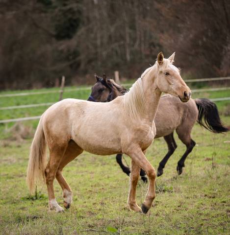 Pouliche 2024 pure race espagnole 