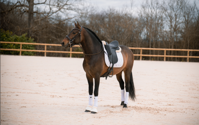 Cheval entier pp espagnol 