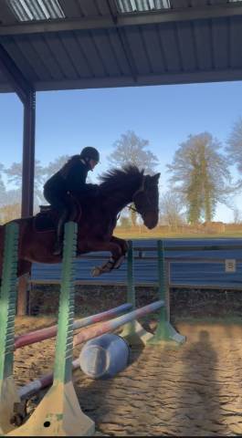 Hongre à vendre petit prix 