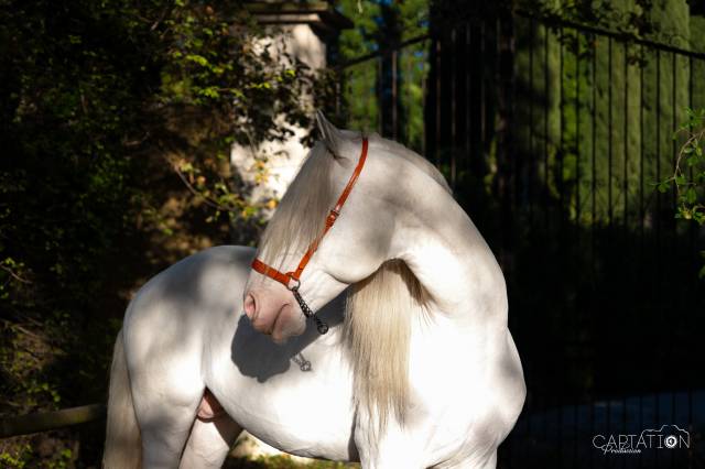 Parme : saillie étalon psl lusitanien