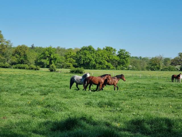 Pension idéale pour chevaux d'élevage, retraite ...