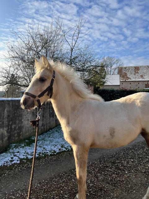 Pouliche connemara part bred 