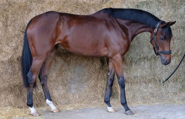 Jument 6ans polyvalente pour loisir et/ou compétition