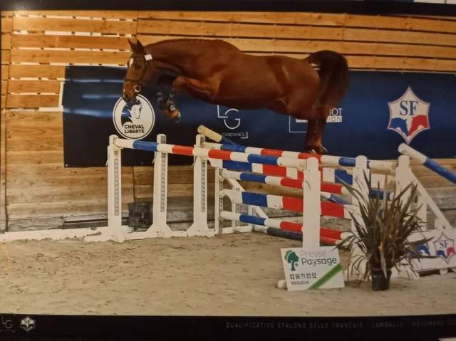 Hongre 5 ans par candy de nantuel 