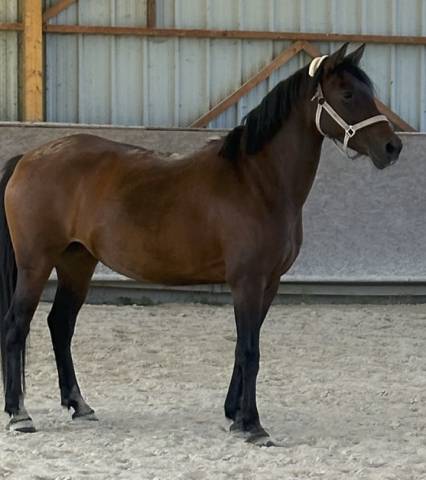 Ponette onc 1m45 mental en or - idéal famille