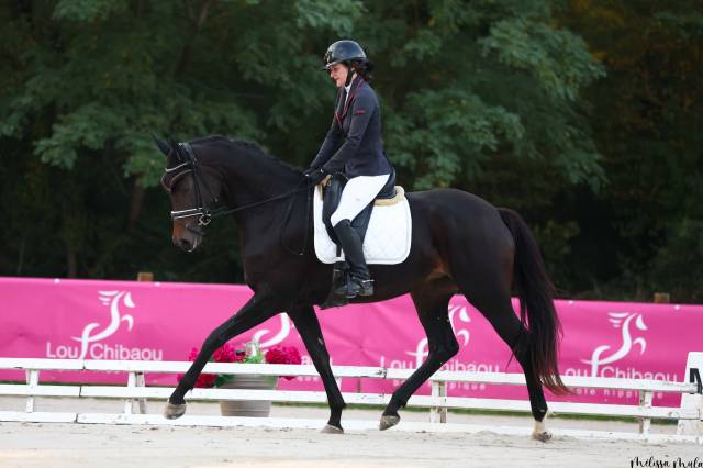 Superbe jument kwpn 6 ans dressage cso cce